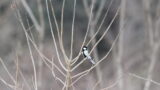 へたれちゃんのFPS上達・配信・マイニング・カメラ講座 | 一眼レフ・ミラーレスでの野鳥の小鳥撮影と距離感について